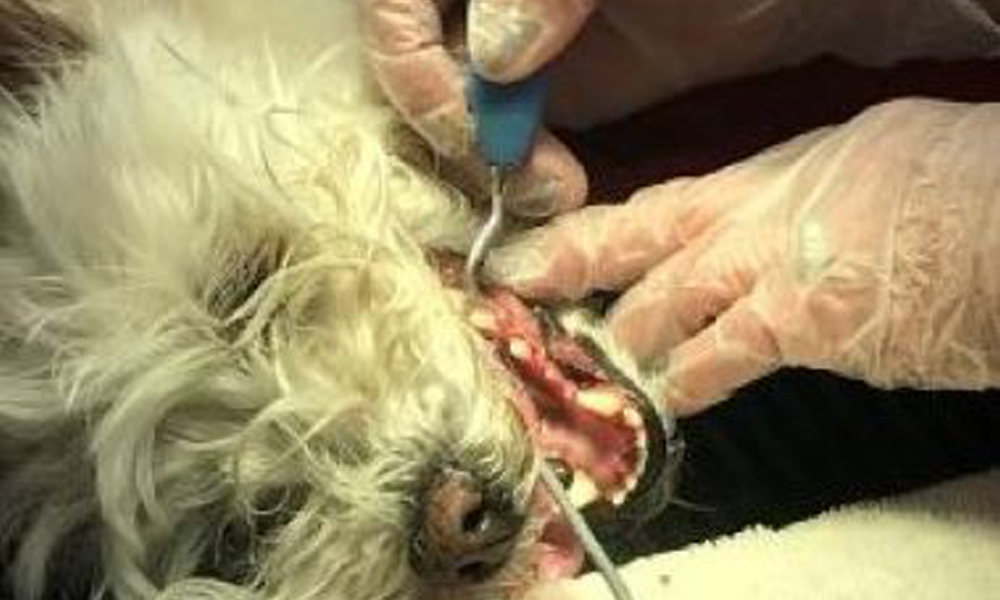 A dedicated veterinarian wearing gloves uses a dental tool to clean the teeth of a small, furry dog. The vet gently opens the dog's mouth, revealing its pearly whites.