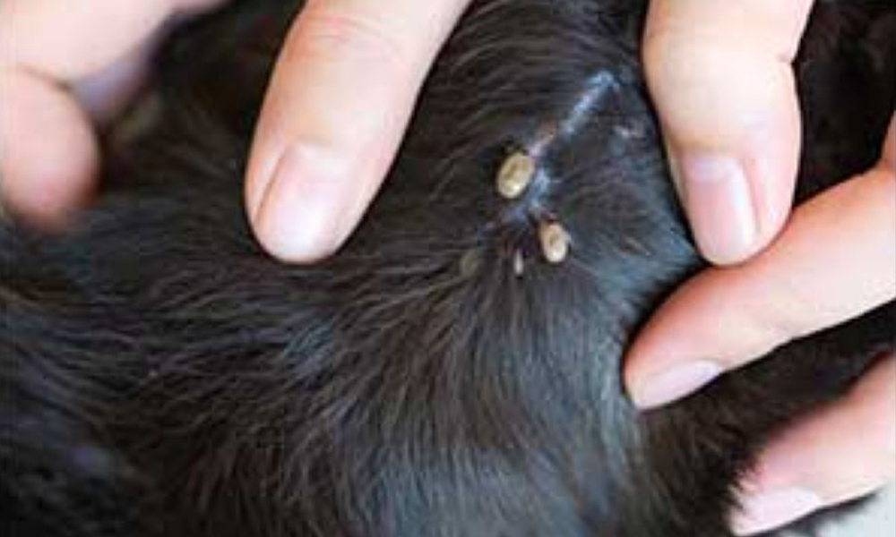 Close-up of hands, resembling those of a diligent vet, parting black fur to reveal two ticks embedded in the skin of an animal.