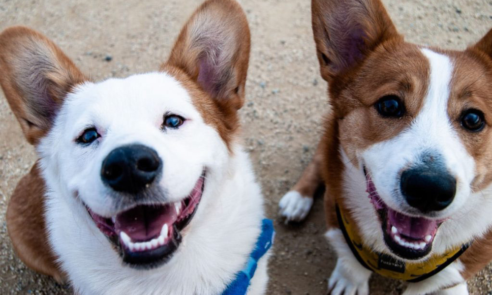 Two happy corgis with large ears and smiling expressions look up at the camera, as if having just returned from a vet visit. One sports a blue collar, and the other a yellow one. They are on a gravel surface.