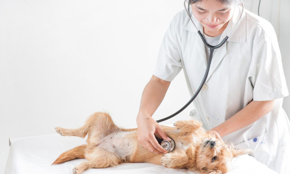 A veterinarian in a white coat uses a stethoscope to examine a small, brown dog lying on its back on an examination table. The vet notes how relaxed the dog appears. The background is bright and minimalistic.