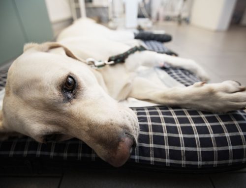 Urgent Care or Emergency Room: Which is Right for Your Pet?