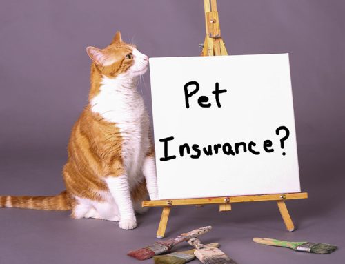 Veterinary Pet Insurance:  A Comprehensive Guide