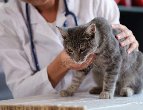 Urgent Pet Care for Cats: The Importance of Prompt Attention